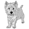 West Highland White Terrier Westie