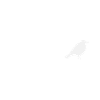 Bird Birds