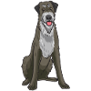 Irish Wolfhound Dog