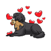 Flat Coated Retriever Dog