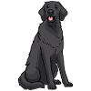 Flat Coated Retriever Dog