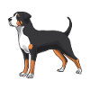 Grand chien de Sennenhund suisse