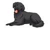Flat Coated Retriever Dog