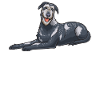 Irish Wolfhound Dog