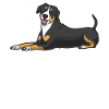 Entlebucher Mountain Dog Dog