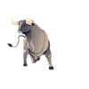 bull