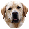 Labrador Golden Retriever