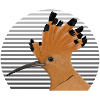 Wiedehopf Vogel Vogelfreund Vogelbeobachter