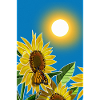 Sunflower Energy