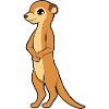 Suricate