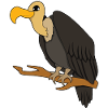 vulture