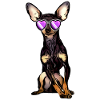 Lustiger Hund mit Sonnenbrille