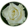 weisse ROSENBLÜTE