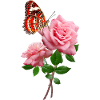 Rose With Beautiful Red Butterfly