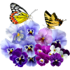 Pansies with yellow butterflies
