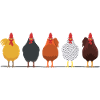 Höns Höna Rooster Gockel