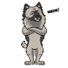 Sturer Wolfsspitz Keeshond