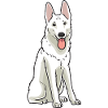 White Swiss Shepherd