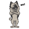 Stubborn Wolfsspitz Keeshond