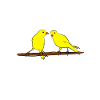 canaries