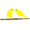 Canaris