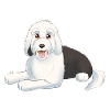 Old English Sheepdog - Bobtail