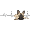 Bouledogue française Frenchie Heartbeat