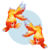 Goldfish