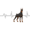 Dobermann Doberman Heartbeat