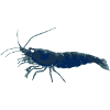Garnele Blau