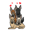 Malinois chiens