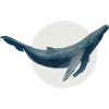 blue whale