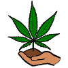 Hemp Leaf