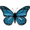 Schmetterling