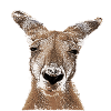 Kangaroo really