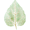 Lindenblatt - Kunstdruck / BLATT - Wald Natur