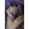 Ori der Siamese
