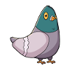 Pigeon Carrier Pigeon Whisperer
