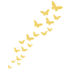 Papillon papillon