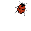 Coccinelle Love Coccinelle cadeau