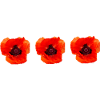 poppy
