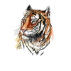 Tiger Face Big Tiger Head