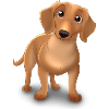 Teckel chien - drôle teckel