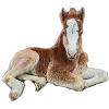Fohlen