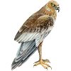 marsh harrier