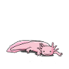 axolotl