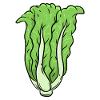 Cabbage Vegetables