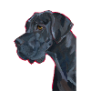 Deutsche Dogge gemalt