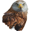 red kite