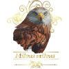 red kite